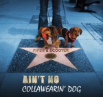 Ain`t no collawearing dog