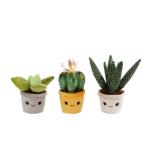 Take Me Home - Green Plush plant
