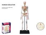 Robetoy - Human Anatomy - Skeleton (19 cm)