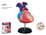 Robetoy - Human Anatomy - Heart (10 cm)