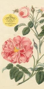 John Derian Paper Goods- Everything Roses Notepad