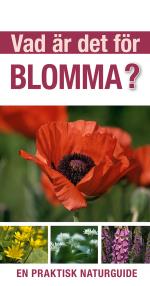 Vad Är Det För Blomma? - En Praktisk Naturguide