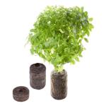 TREGREN Frökapslar Oregano Två st
