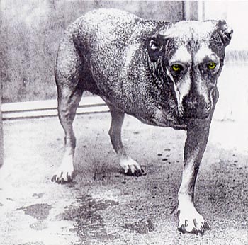 Alice In Chains 1995