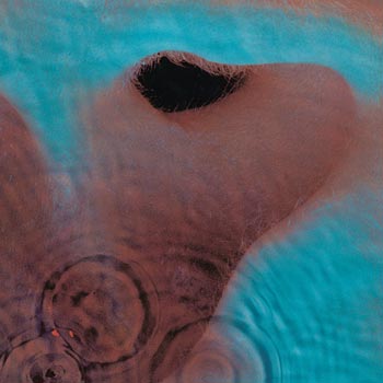 Meddle