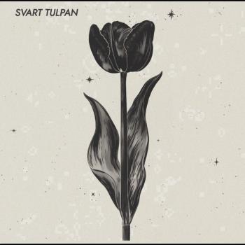 Svart Tulpan