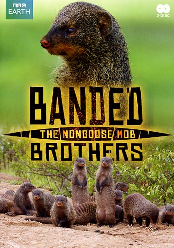Banded brothers / The Mongoose mob