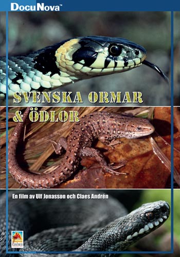 Svenska ormar & ödlor