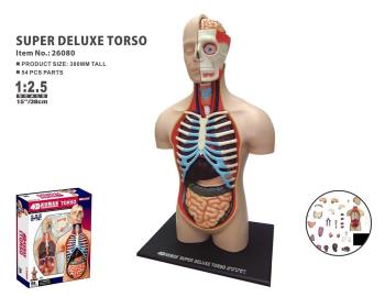 Robetoy - Human Anatomy - Torso Duluxe (40 cm)