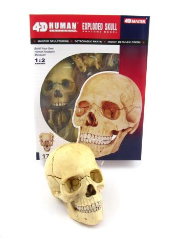 Robetoy - Human Anatomy - Skull (16 cm)