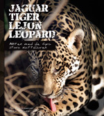 Jaguar, Tiger, Lejon, Leopard - Möten Med De Fyra Stora Kattdjuren