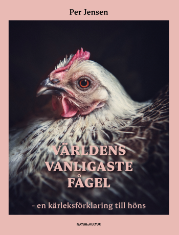 Världens Vanligaste Fågel - En Kärleksförklaring Till Höns
