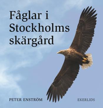 Fåglar I Stockholms Skärgård